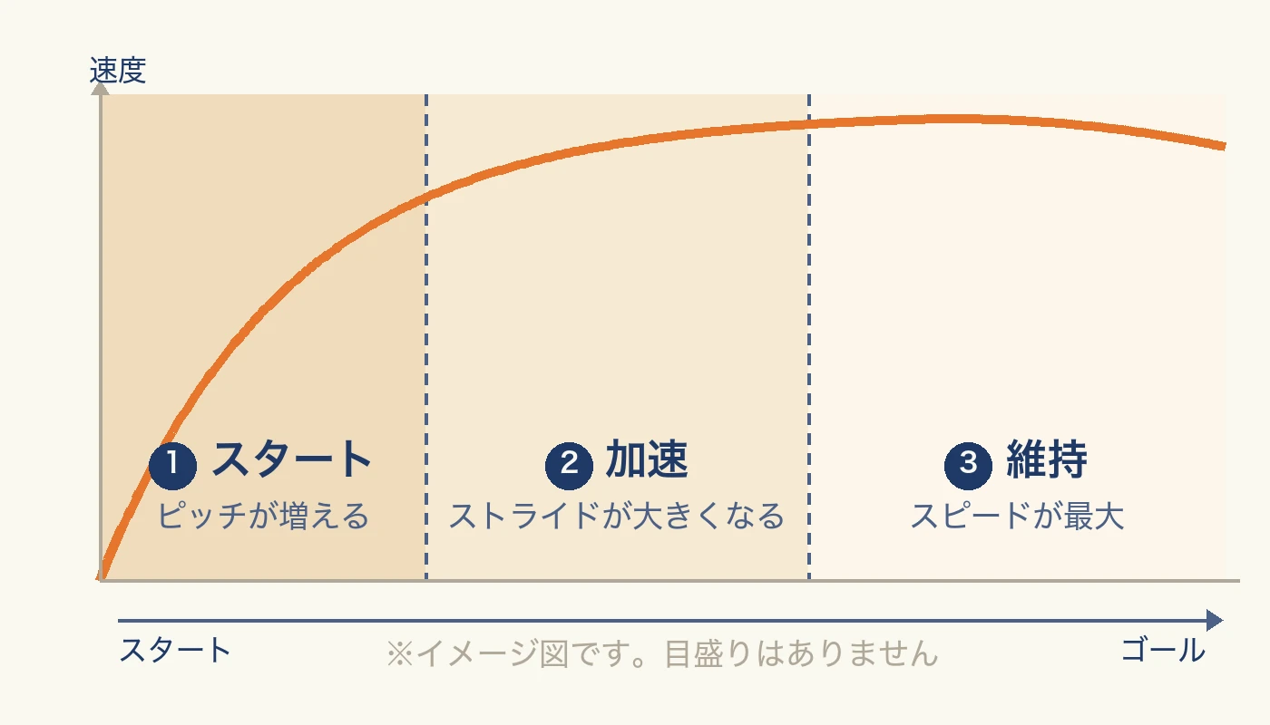 50m走の速度変化のイメージ図。スタートでピッチが増え、加速でストライドが大きくなり、維持でスピードが最大になる流れを示した模式図（目盛りはありません）
